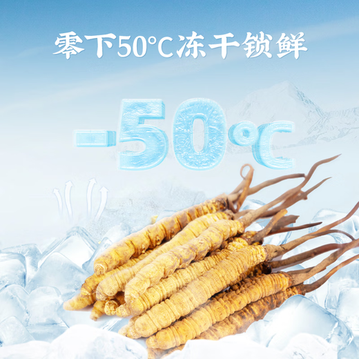 雷允上冬虫夏草  冻干虫草 冬虫夏草精选品质高洁净虫草 送父母送亲友 A32-1g断草