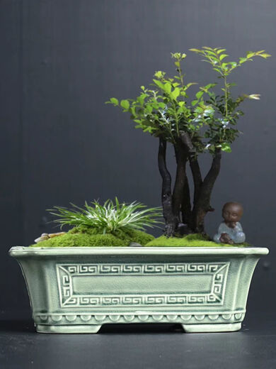 Chenjing cerámica china rectangular paisaje rectangular macizo Phalaenopsis planta verde de pila vieja maceta de marco de oro grande ramas flotantes de mármol yn 1424 frijoles verde +c25 pc cerámica [con agujeros]