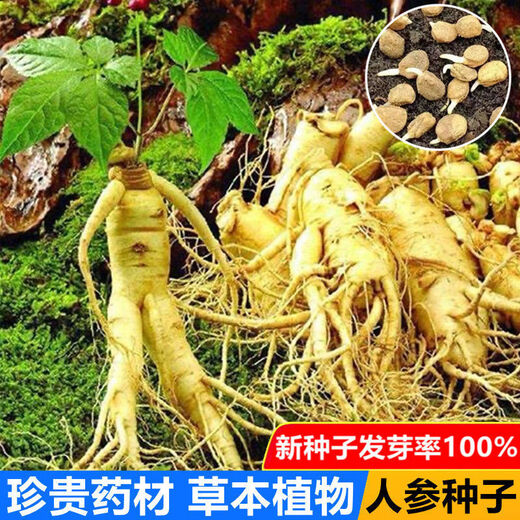 Changbai Mountain ginseng seeds, wild ginseng seeds, easy to grow Chinese medicinal materials in all seasons, easy to live indoor flower pots, ginseng seeds, shipped without buds, big sale, 3 bags selected, about 156 capsules