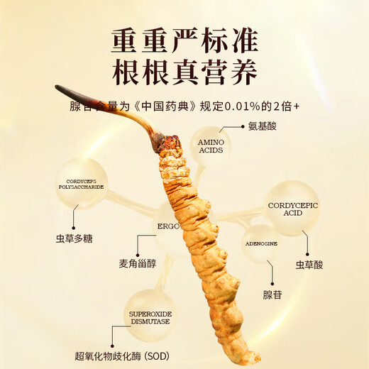 Yuanjiang Grass Cordyceps Cordyceps King 2-3 raíces/G 10 gramos Alrededor de 25-30 raíces para dar cajas de regalo a los ancianos Día del Padre Regalos