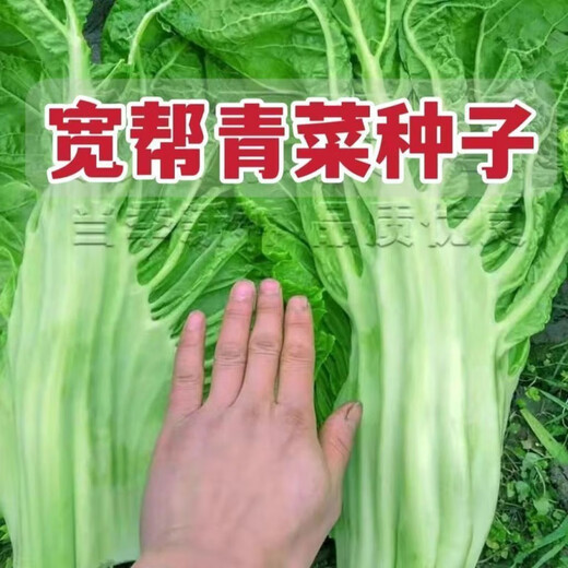 Sichuan Kuanbang green vegetable seeds, pickled pickles, sauerkraut, pickles, medium-ripe large-leaf autumn sown vegetable seeds, hot product impulse, Kuanbang green vegetable seeds, new this year, RNG9 original factory, 2 packs, about 2,000 grains