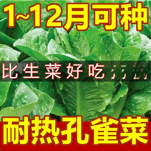 Heat-resistant peacock seeds can be eaten raw in all seasons, high-nutrition upright lettuce seeds pastoral potted salad lettuce [improved - 500 selected original seeds] No insect-free 869 peacock seeds (scattered to the soil) heat-resistant and easy