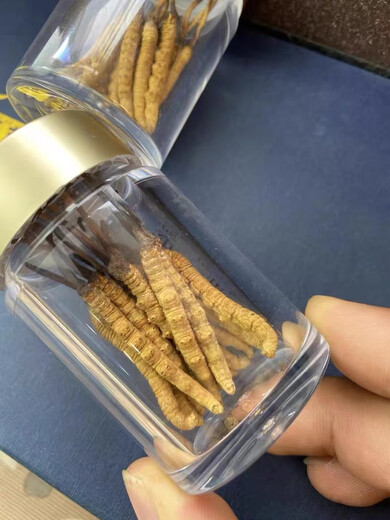 Eryabei Auténtico First Cordyceps Cordyceps Clean grandes Cordyceps frescos genuinos 2025 Cordyceps de productos secos seleccionados 50 grandes botellas acrílicas de alta gama