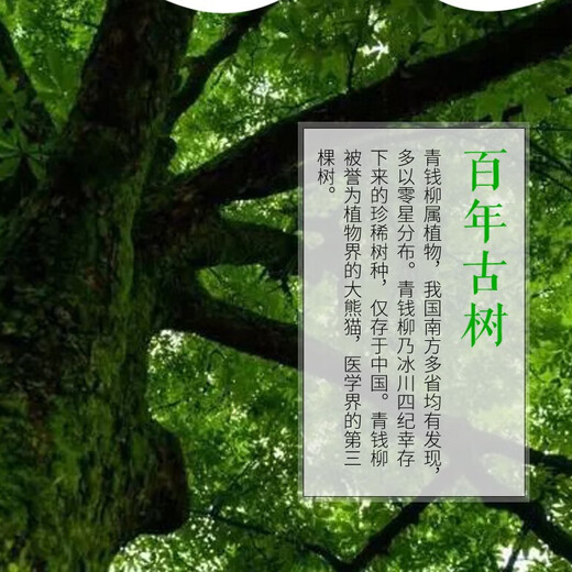 Buds de qualité spéciale, thé de saule vert et doré véritable jiangxi Xiushii Wild Qingqian Willow Jinqian Willow Tends Feuilles de sucre chinois Herbal Médecine de 500 ans Ancient Tree Qingqian Willow Feuilles tendres 1000 grammes Xiushii 500 ans ancy Tree Supergrater Bud Feuilles de bourge