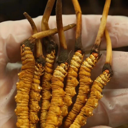 新鲜冬虫夏草2025年头期虫草正品领导高海拔送礼正宗鲜虫草过节 1.2克/根以上  10根鲜虫草 冬虫夏草  顺丰发货