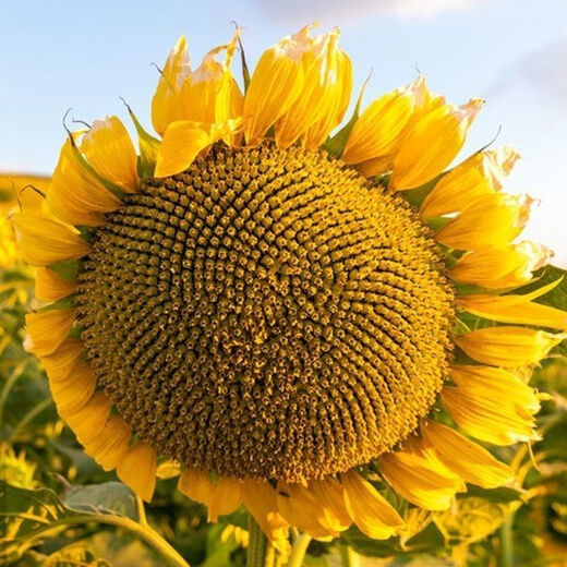 Large edible sunflower seeds, melon seeds, large, plump sunflower seeds, edible sunflower seeds, original 3 packs, about 78 seeds