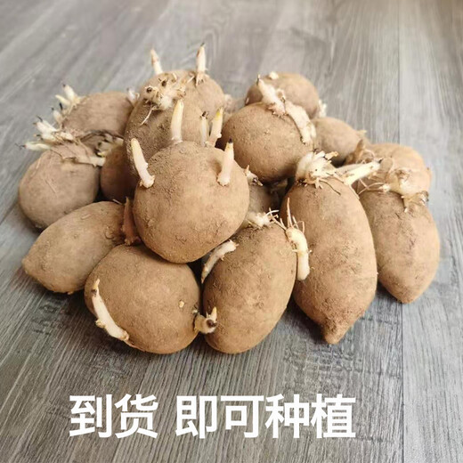 Wangyuanxing potato seeds with buds, high yield, yellow skin, yellow heart potato seeds, Shandong potato seeds, potato seeds, Dutch potato seeds 2500g