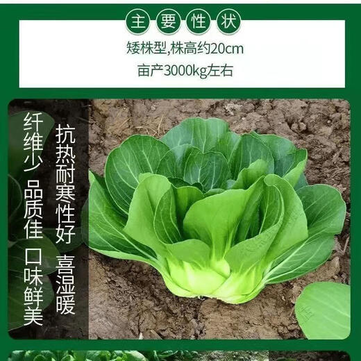 Babaoqing small rapeseed rapeseed has less fiber, tastes delicious and has good quality. It is used for sowing potted plants in all seasons. Babaoqing seeds, two packs of about 4,000 seeds.