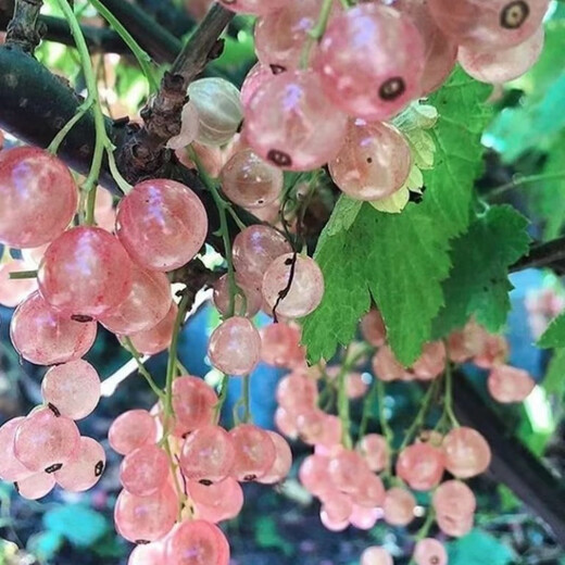 Currant Seeds Gooseberry Tree Potted Fruit Berry Seeds Patio Balcony Red Currant Seeds Selected 1 Pack of 100 Capsules