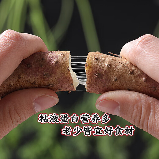 Jingxiansheng Jiaozuo Wenxian sandy soil iron rod pregnant yam Net weight 5Jin Jin is equal to 0.5kg 40-50cm fresh vegetables straight from the source