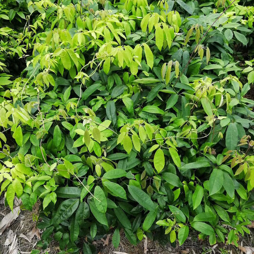 Qiuying September yellow sapling seeds, cow egg lump seedlings, August melon seedlings, five-leafed tree seedlings, wild golden bananas, September yellow seedlings, 2 large seedlings, 30-50cm