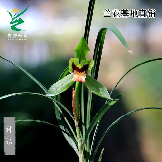 Wengyuan Orchid, Spring Orchid, Myth Thin Leaf Grass, Flower Tongue Colorful Qinhua Qinbud Strong Fragrance Green Plant Potted Plant, Myth 5 Seedlings, Large Strong Seedlings, Simple Pot Hair