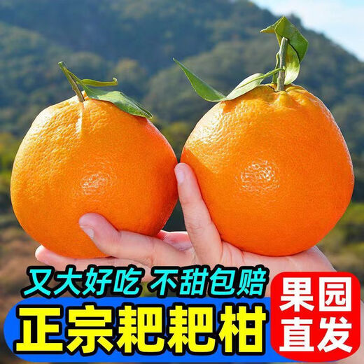 Authentic Meishan Chunjian Sichuan Rake Mandarin Special Grade Baba Mandarin Ugly Orange Fresh Fruit Seasonal Full Box 1g Authentic Chunjian Chunjian Papa Mandarin - Get ten for a fake one Rare quality With box 9-10 Jin Jin is equal to 0.5 kg The King of Fruits