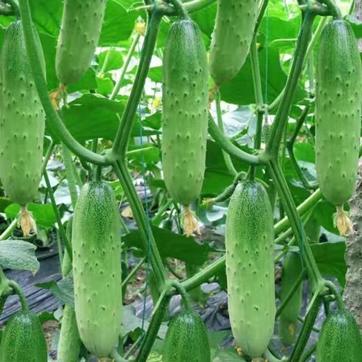 No scaffolding, fruit cucumber seeds crawling all over the floor, four-season courtyard balcony potted cucumber seeds, vegetable seeds, original, fruit cucumber seeds crawling all over the floor, selected, one pack, about 55 grains + Song fertilizer