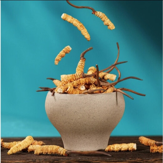 Cordyceps sinensis áreas tibetanas Cordyceps sinensis La hierba rota es más asequible para comer a los corredes secos nutritivos nutritivos de masa seca empapada en vino y polvo para hacer sopa. 200 gramos de Big Cordyceps sinensis obtienen 25 gramos