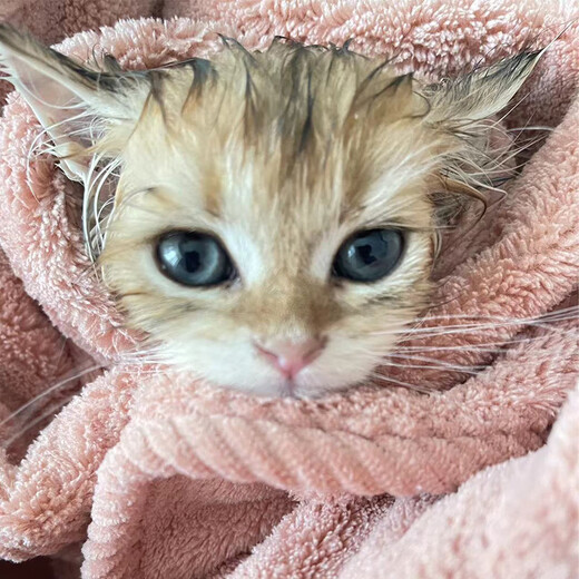 Laiwang Brothers Pet Absorbent Towel for Dogs and Cats Bathing Strong Absorbent Quick-Drying Bath Towel Medium Thick Non-stick Hair