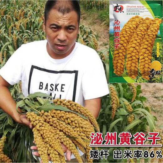 Millet, red millet seed, small fragrant rice, upland rice seed, fragrant and glutinous high-yielding field, black grain and white grain seed, drought-resistant white grain/100g white grain white rice