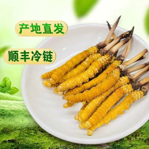 2025 Fresh Cordyceps sinensis top period Selected fresh Cordyceps SF Express cold chain origin straight hair large fresh grass. Each fresh Cordyceps in Tibet has 0.6 grams of 100 pieces packed with 0.6 grams of each