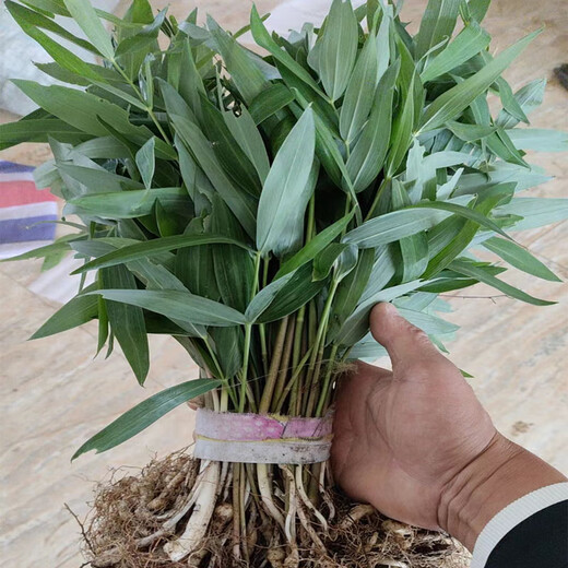 Polygonatum Planting Seedlings, Polygonatum Seeds, Fresh Chicken Head Polygonatum Seedlings, Tiger Ginger Seedlings, Nourishing Medicinal Materials, Golden Seedlings, Polygonatum Seeds with Leaf Stems, 10 Planting Seedlings a Year