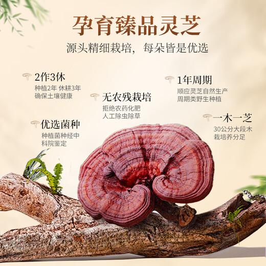 Xianzhilou vier Bio-Break-Wand Ganoderma lucidum Sporenpulver 30 Beutel