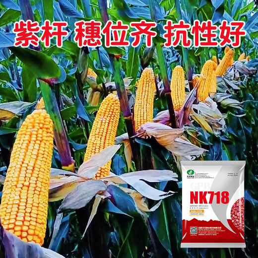 穗益满NK718双棒国审玉米种子大全非转基因矮杆大棒苞米种大紫杆苞谷 NK718 升级抗锈版 【6斤装】种植2亩