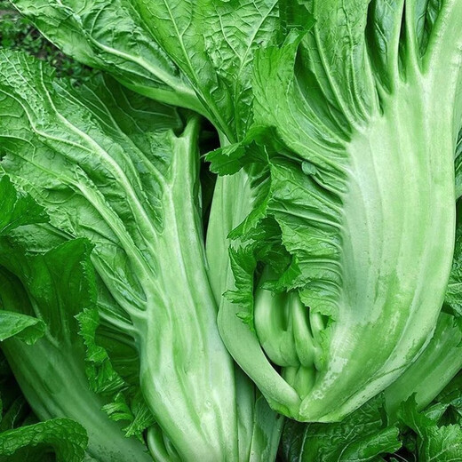 Sichuan Kuanbang green vegetable seeds, pickled pickles, sauerkraut, pickles, medium-ripe large-leaf autumn sown vegetable seeds, hot product impulse, Kuanbang green vegetable seeds, new this year, RNG9 original factory, 2 packs, about 2,000 grains