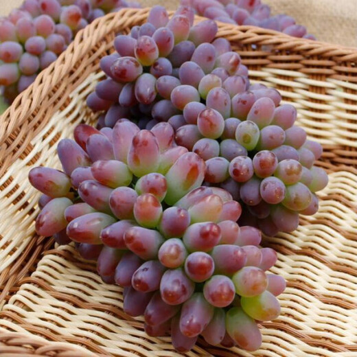 Grape seeds potted fruit tree seeds grape balcony fruit seeds grape tree grape planting Kyoho grape seeds 28 capsules p