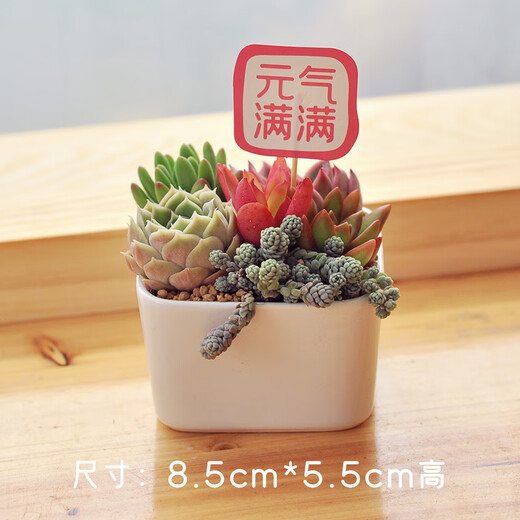 Courir avec deux jambes [livraison de porte] petites plantes succulentes en pot à des plantes vertes de bureau pour plantes de viande avec des pots de fleurs intérieures et de pots faciles à cultiver. B Style B.5x5.5cm SET 8 pièces d'inserts de carte. Plante S avec des pots bons