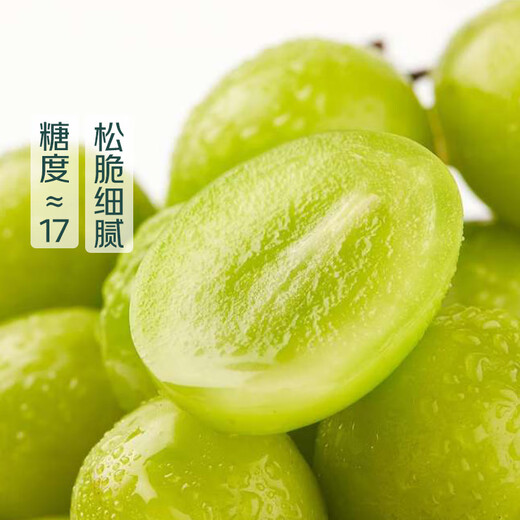 Approximately 500g of sunshine rose green grape harvested directly from the origin, 8g+ per fruit