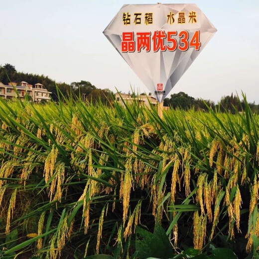 Jingliangyou 534 stable yield hybrid rice seed diamond rice national approved hybrid rice Longping rice seed original Jingliangyou 534 one bag (21000 grains) about 1 Jin Jin equals 0.5 kg