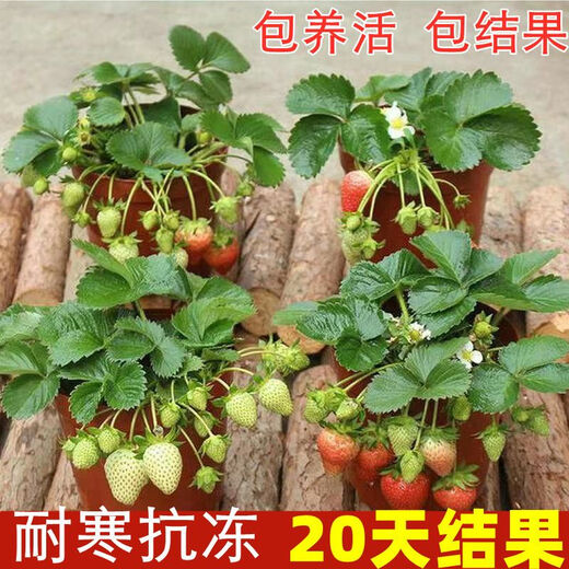 (Results 20 days after the slow seedling period) Cream Strawberry Seedlings Potted Four-Season Strawberry Saplings Planted in the South and North Cream Strawberry All-Season Fruits Cold-resistant and Freezing-resistant (1 seedling) The amount of fruit is average*