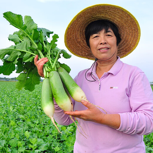 Jingdida Shandong Weifang green radish net weight 5Jin Jin is equal to 0.5kg, single fruit starting from 250g, crispy, sweet, juicy and slightly spicy, straight from the source