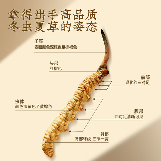 同仁堂品牌冬虫夏草约5根/g5g约25根高端虫草礼盒送礼补品送父母见面礼