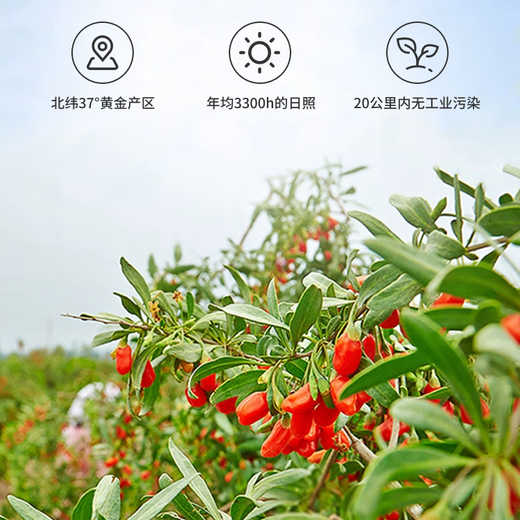Qi You Selected Special Grade Ningxia Red Wolfberry Non-Fumigation No-Stainless Sulphur No-Stainless Health Nutrition New Goods Wolfberry Tea Gougu Ji Tea 500g Canned Non-Fumigation Non-Sulphur Special Grade Ningxia Red Wolfberry