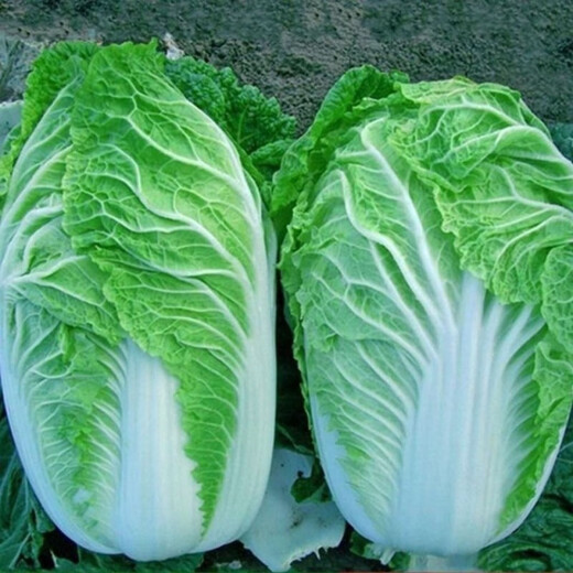 Autumn sowing Chinese cabbage seeds 90 days cabbage balling cabbage early and late maturing farmhouse high-yielding disease-resistant vegetable seeds newly improved Shandong No. 4 autumn cabbage 500 capsules