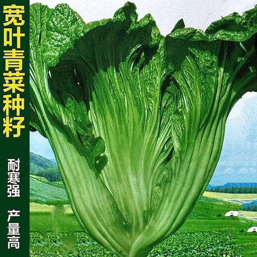 Sichuan Kuanbang green vegetable seeds, pickled pickles, sauerkraut, pickles, medium-ripe large-leaf autumn sown vegetable seeds, hot product impulse, Kuanbang green vegetable seeds, new this year, RNG9 original factory, 2 packs, about 2,000 grains