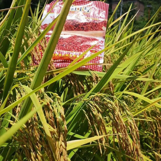 Guizhou Guihong No. 1 Fragrant Red Rice Rice Seed Rouge Rice Special Red Rice Seed Long Grain Red Indica Rice Early Fragrant Rice Red Rice Guihong No. 1 (500g) x 1 bag