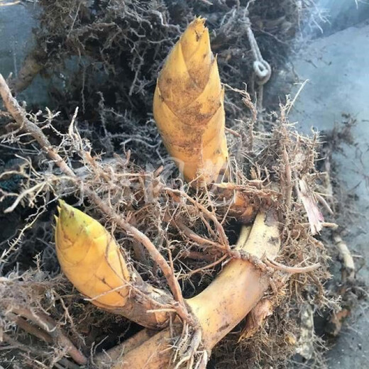 Large Phoebe Bamboo Seedlings Phoebe Bamboo Whip Green Bamboo Spotted Bamboo Seedlings are now dug and moisturized. Buy 10 sections and get 4 sections free. Large Phoebe Bamboo Seedlings Two Sections Song Rooting Powder