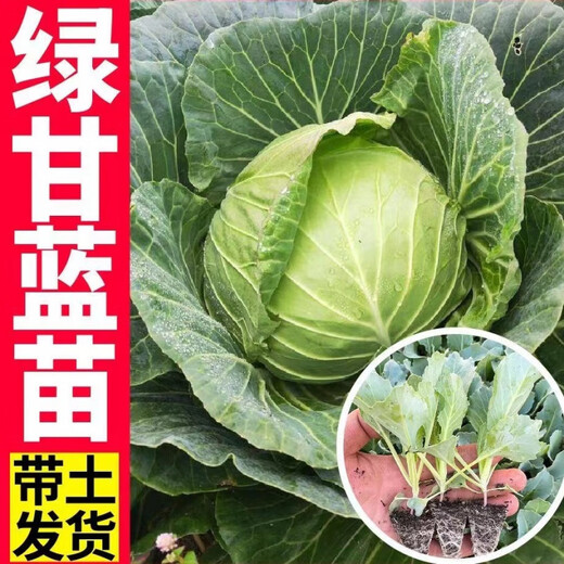 Vegetable seedlings suitable for autumn planting in all seasons, easy-to-live leeks for autumn sowing, cold-resistant baby cabbage, blue kale, pepper seedlings, 10 purple kale seedlings + fertilizer