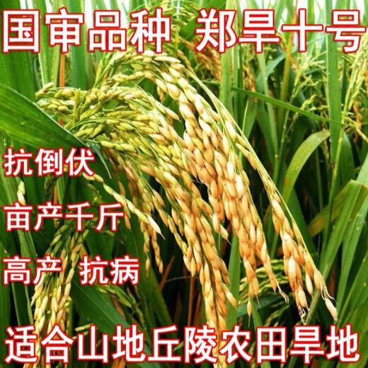Upland rice seeds Zhenghan No. 10 Yield per kilo Jin Jin is equal to 0.5 kilograms Indica rice Luodao 998 Direct-seeded rice conventional rice seeds Dan upland rice 53-500 grams