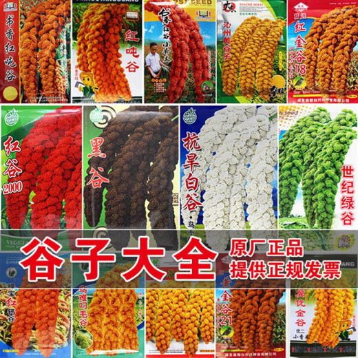 Millet, red millet seed, small fragrant rice, upland rice seed, fragrant and glutinous high-yielding field, black grain and white grain seed, drought-resistant white grain/100g white grain white rice