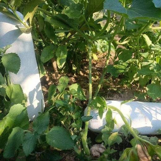 Pink-skinned winter melon original seed, long columnar type, selected winter melon seeds, a complete list of spring sown vegetables, pink-skinned winter melon, pink-skinned winter melon seeds (germination rate 99%) FDG569 new species, 5 packs, about 110 seeds, free