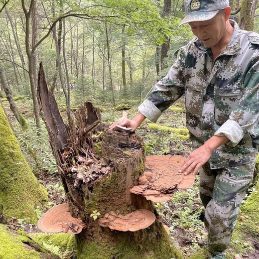 Changbaishan Ganoderma Lucidum Slices Ganoderma Lucidum Polvo empapado en vino y sopa, rodajas de nyingchi Changbaishan Ganoderma Lucidum Slices [250 gramos]