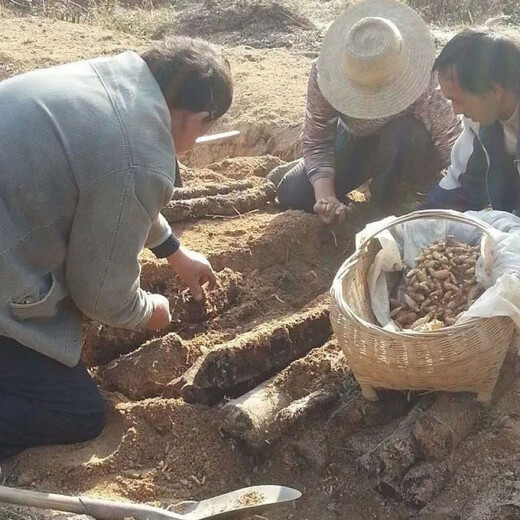 Gastrodia seeds Hubei Gastrodia 0 generation seeds Gastrodia seedlings Gastrodia seeds One Jin Jin is equal to 0.5 kg + 2 bottles of Armillaria