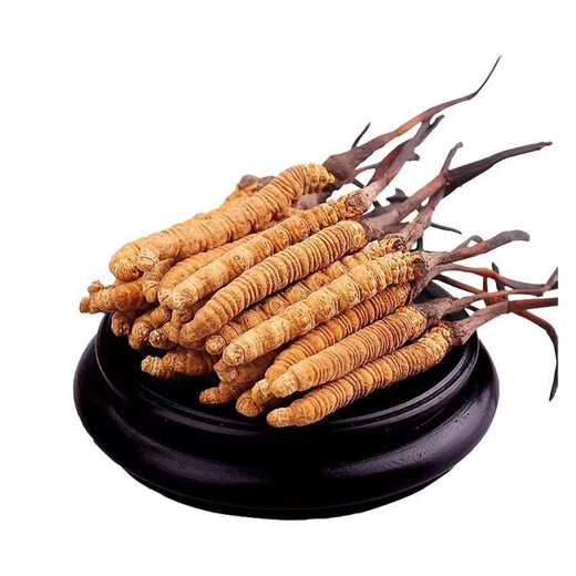Food Swallows 4 roots/g 50g head period Cordyceps sinensis genuine dry goods Cordyceps gift box high-end gifts for leaders and elders 2 roots per gram [1 gram experience package]