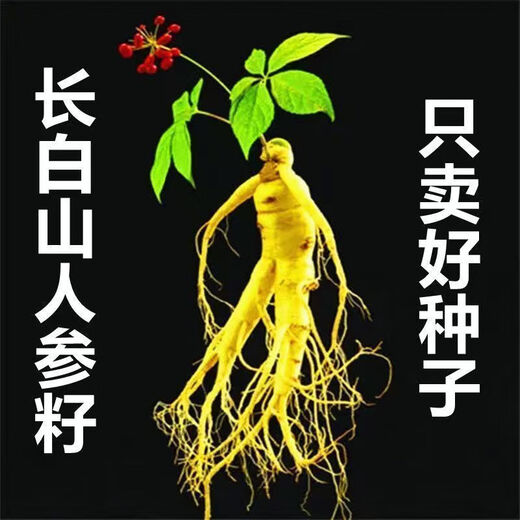 Changbai Mountain ginseng seeds, wild ginseng seeds, easy to grow Chinese medicinal materials in all seasons, easy to live indoor flower pots, Changbai Mountain ginseng seeds, new species, new species, about 200 capsules