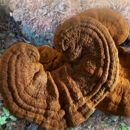 
Quanyan Organic Ganoderma lucidum spore powder genuine Linzhi robe powder 500g gift box head spores to the leader elder gift box auspicious leather box