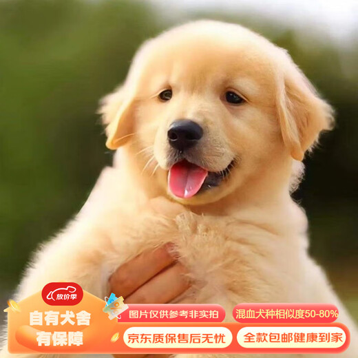 Mixed Chinese Pastoral Dog Golden Retriever Corgi German Shepherd Labrador Horse Dog Shiba Inu Bichon Frize Puppy Pet Dog Live Mixed Class German Shepherd Mixed
