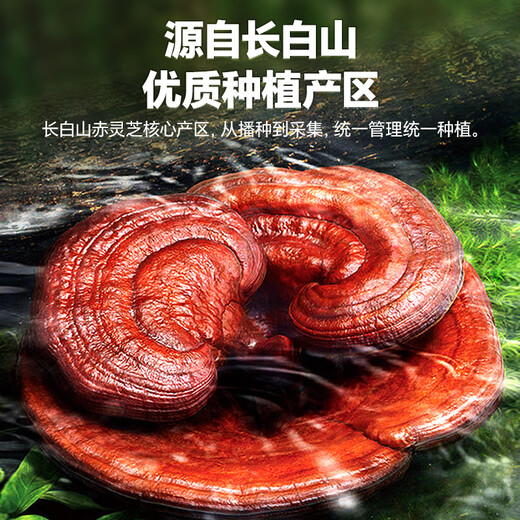雷允上破壁灵芝孢子粉22g增强免疫力营养补品术后恢复送长辈父亲节礼物