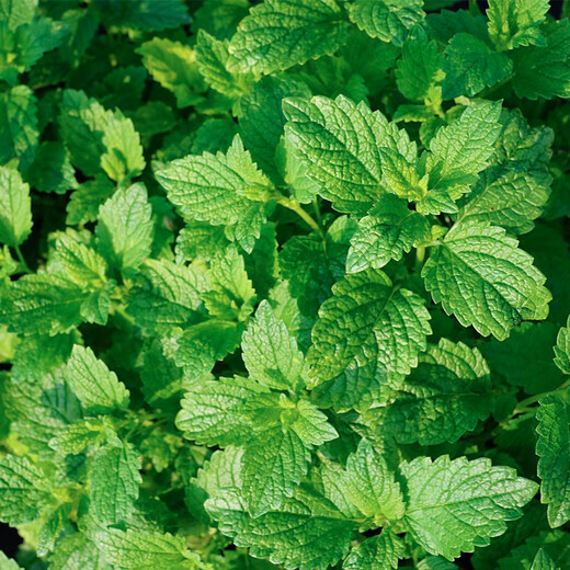 Flower List Mint Potted Flowers and Green Plants Edible Medium Pot of Mint + Medium Pot of Rosemary (Good Morning Pot) Straight from the Source